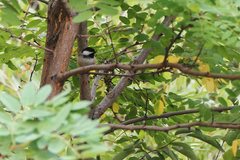 Poecile atricapillus