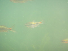 Richardsonius balteatus