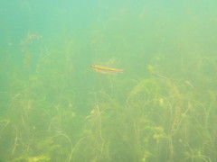 Richardsonius balteatus