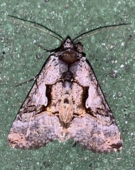 Syngrapha epigaea