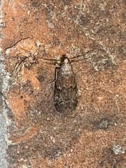 Euzophera ostricolorella