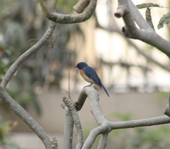 Cyornis