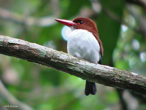 Chocolate-backed Kingfisher