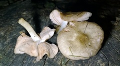 Pluteus methvenii