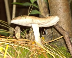 Pluteus methvenii