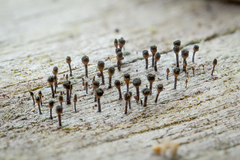 Caliciaceae