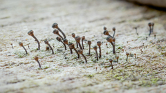 Caliciaceae