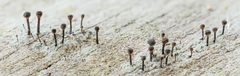 Caliciaceae