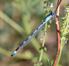 Enallagma clausum