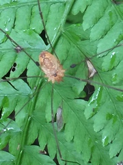 Leiobunum curvipalpe