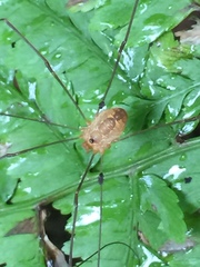 Leiobunum curvipalpe