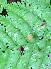 Leiobunum curvipalpe