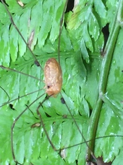 Leiobunum curvipalpe