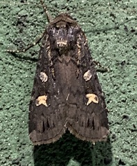Actebia fennica