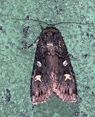 Actebia fennica