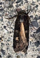 Actebia fennica