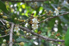 Mouriri cyphocarpa