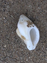 Muricoidea