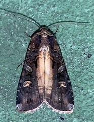 Actebia fennica