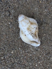 Muricoidea