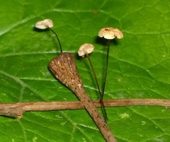 Marasmius felix