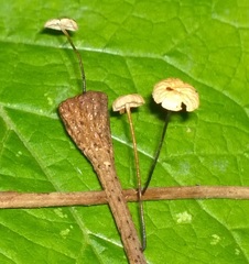 Marasmius felix