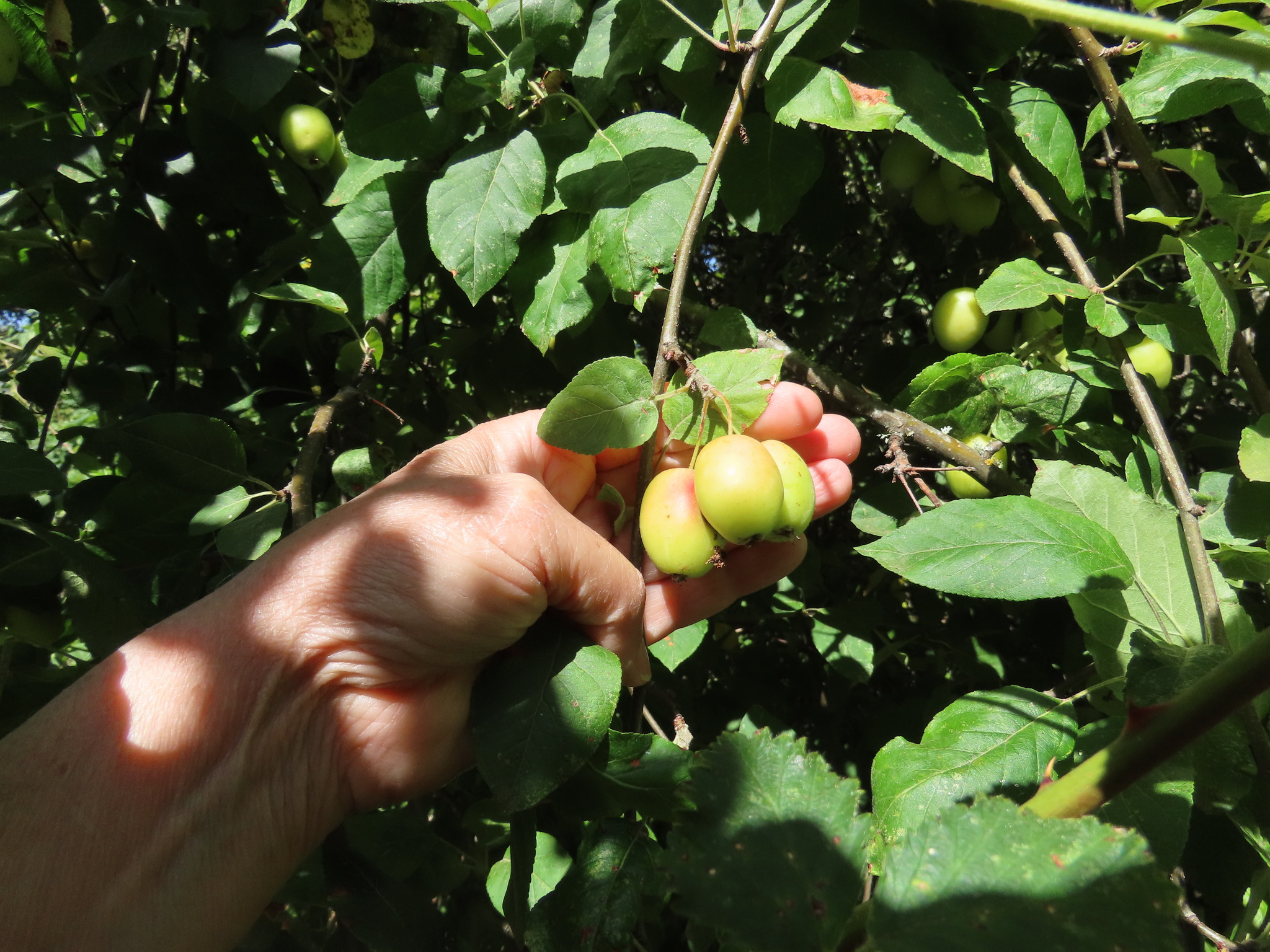 Malus X dawsoniana