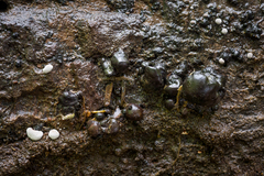 Pyrenopolyporus symphyon