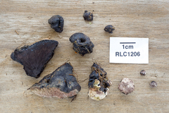 Pyrenopolyporus symphyon