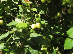 Malus × dawsoniana