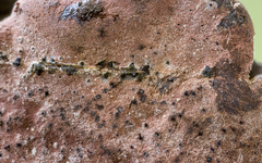 Pyrenopolyporus symphyon