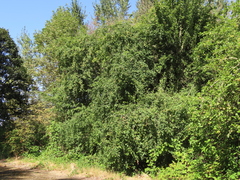 Malus × dawsoniana
