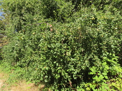 Malus × dawsoniana