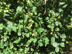 Malus × dawsoniana