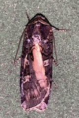 Actebia fennica