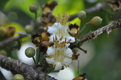 Mouriri cyphocarpa