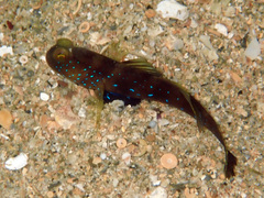 Cryptocentrus fasciatus