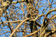 Sciurus carolinensis