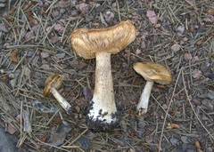 Melanoleuca cognata