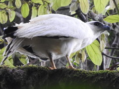 Pseudastur albicollis