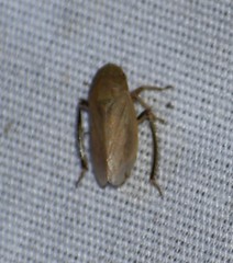 Negosiana dualis