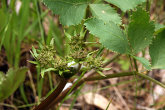 Tauschia hartwegii