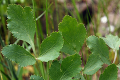 Tauschia hartwegii