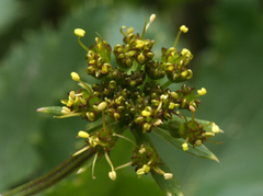Tauschia hartwegii