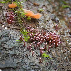 Ascocoryne trichophora