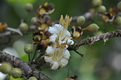 Mouriri cyphocarpa