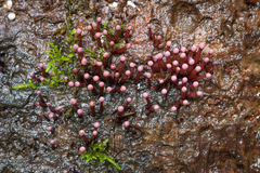 Ascocoryne trichophora