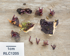 Ascocoryne trichophora