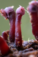 Ascocoryne trichophora