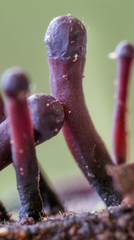 Ascocoryne trichophora